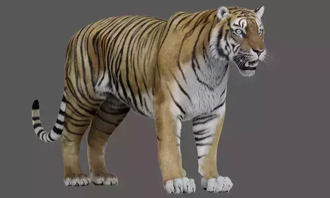 Tiger Amur Low-poly 3D model Tiger Amur Low-poly 3D model