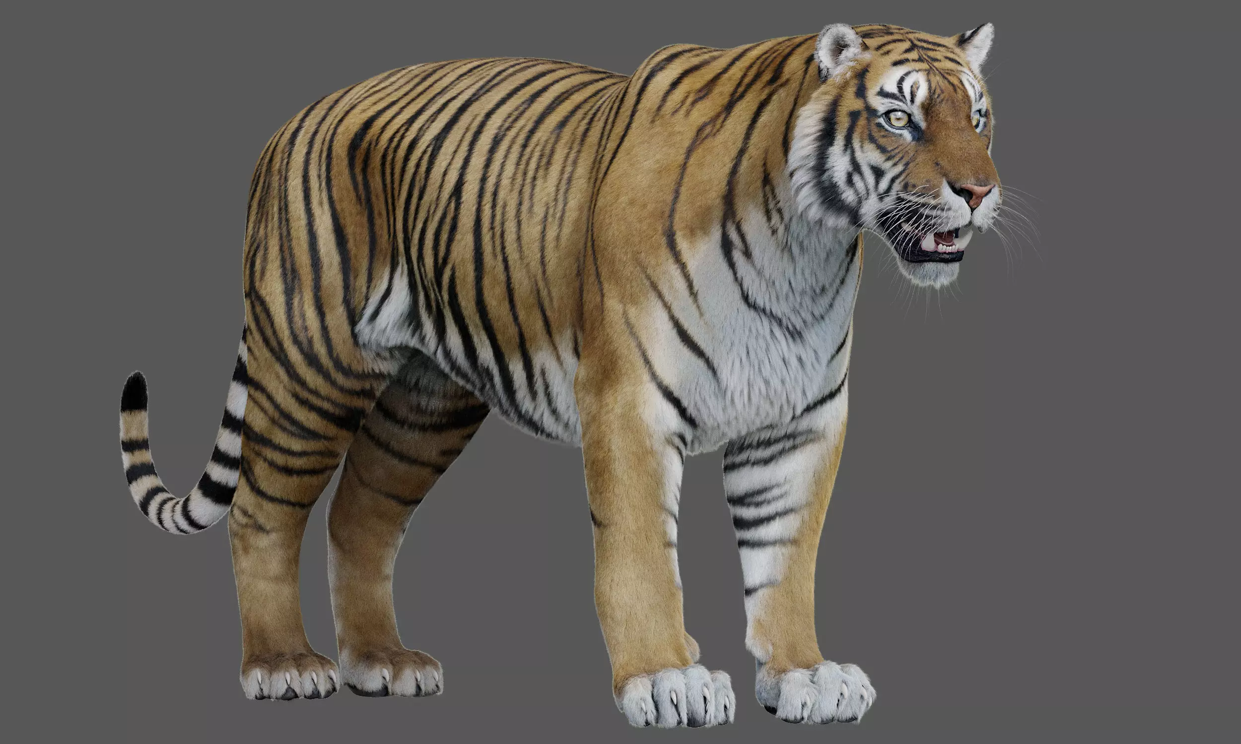 Tiger Amur Low-poly 3D model_0