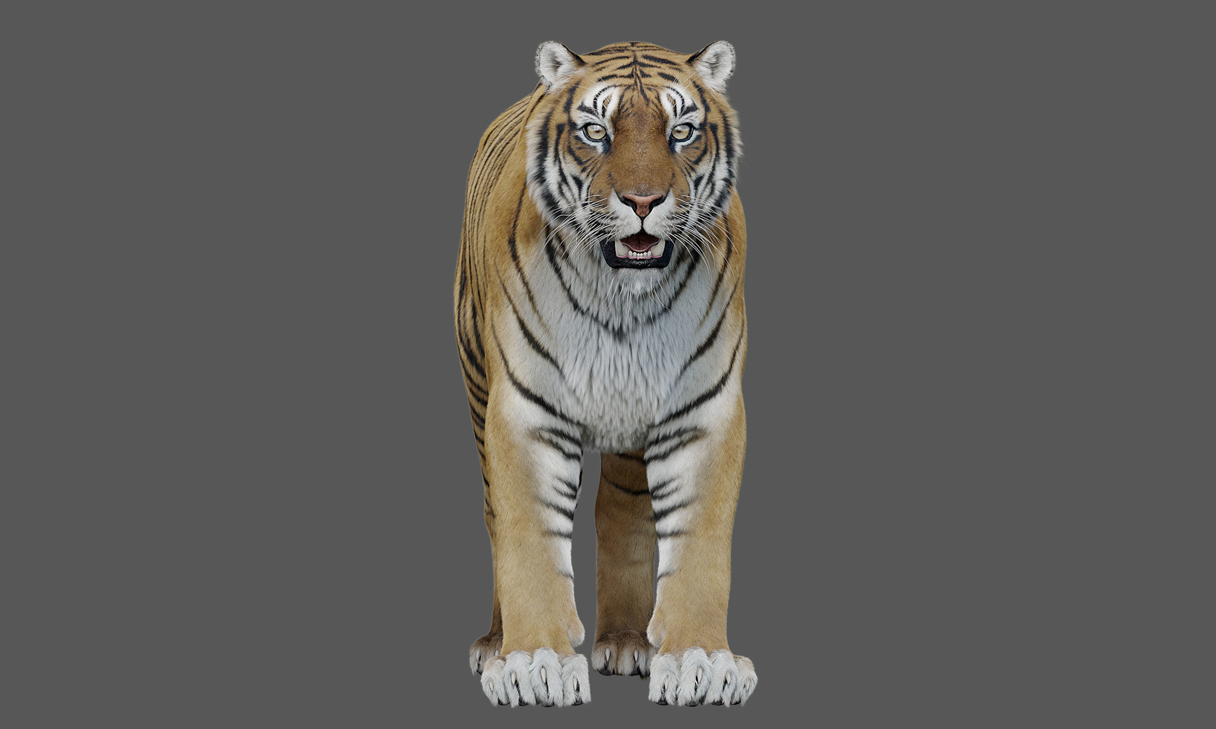 Tiger Amur Low-poly 3D model_7