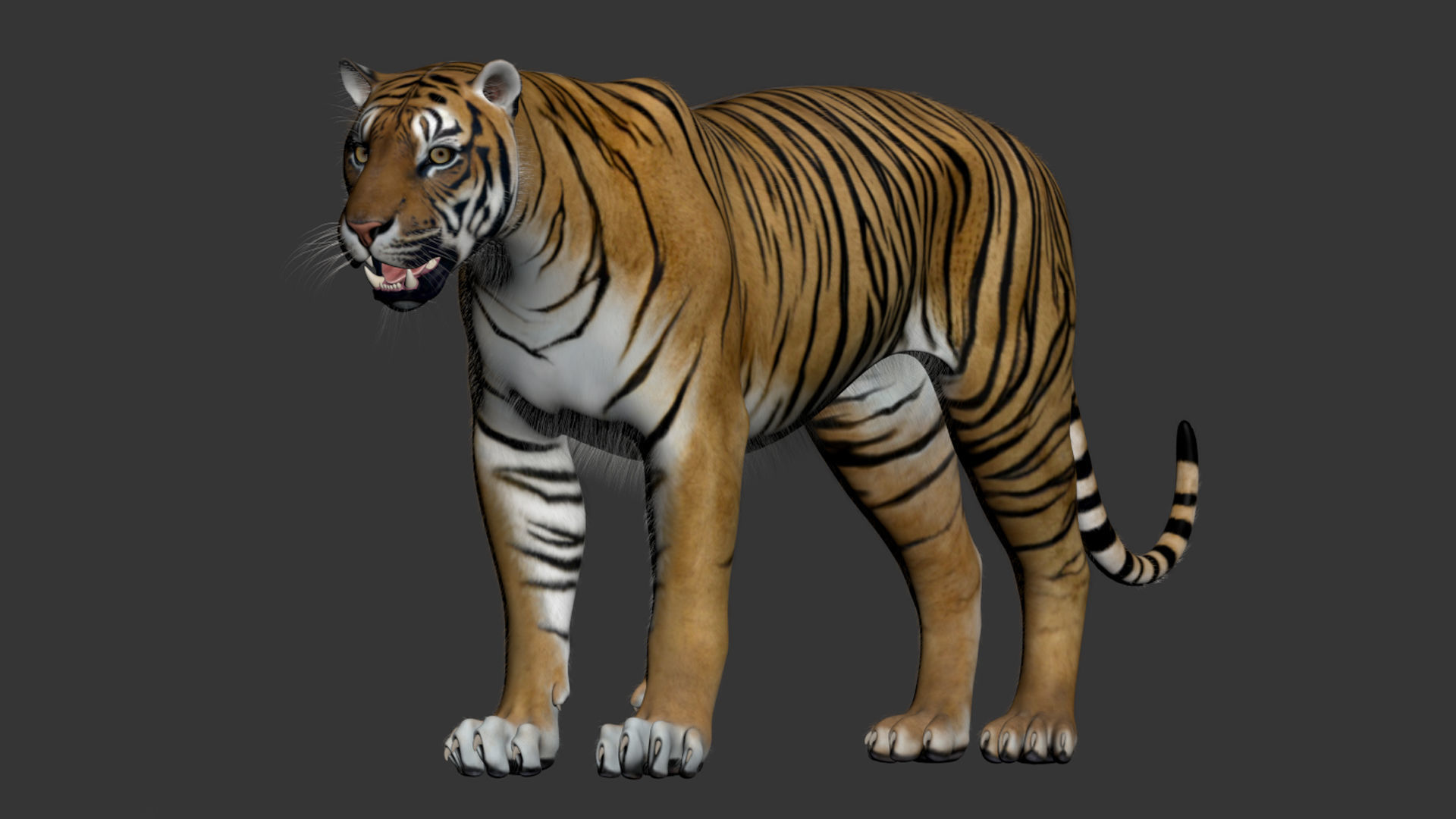 Tiger Amur Low-poly 3D model_29