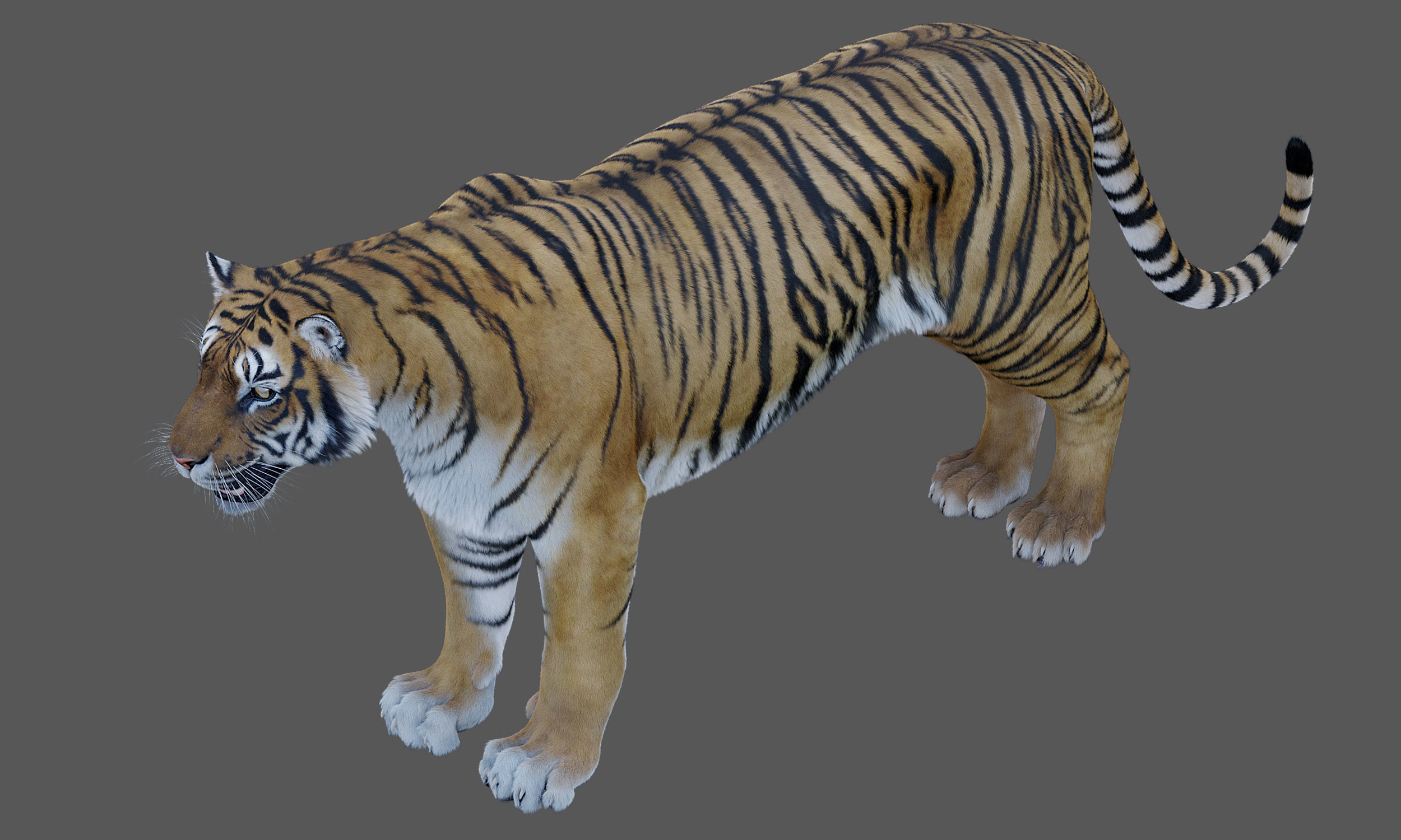 Tiger Amur Low-poly 3D model_6
