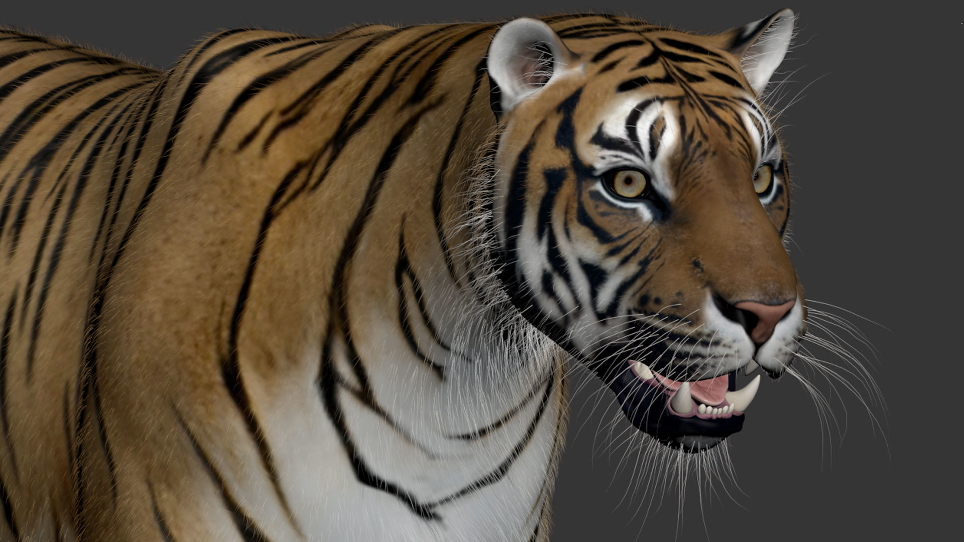 Tiger Amur Low-poly 3D model_28
