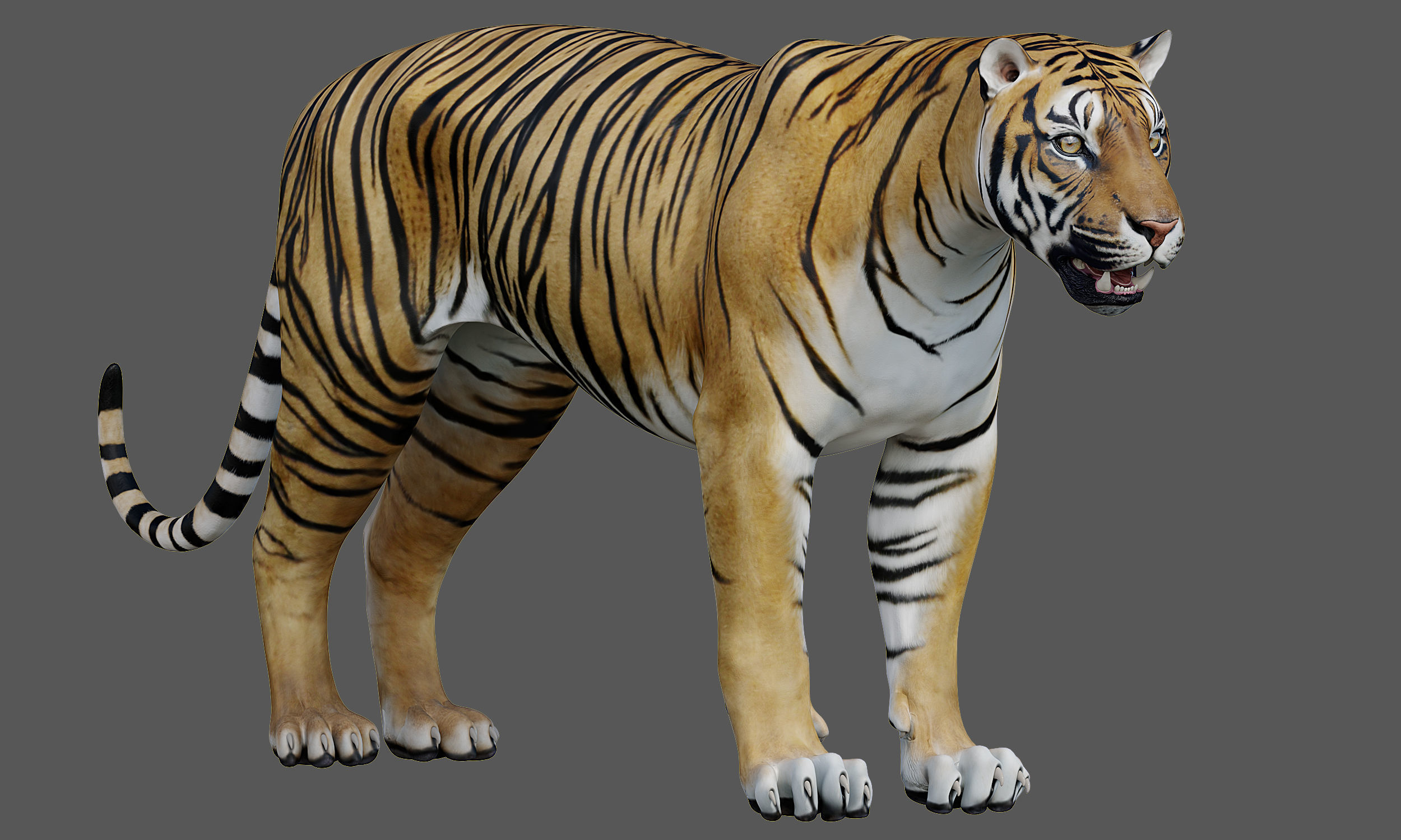 Tiger Amur Low-poly 3D model_12