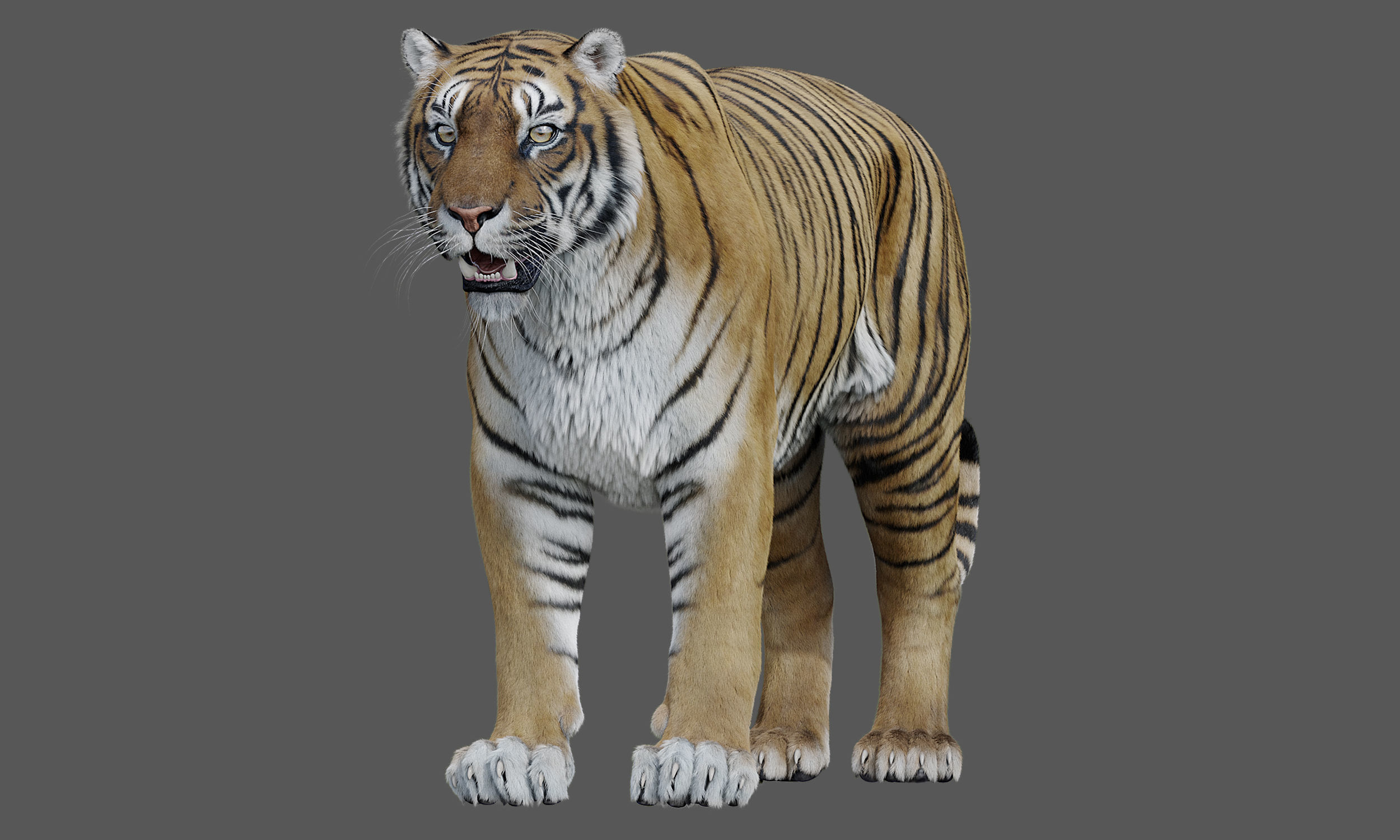 Tiger Amur Low-poly 3D model_2