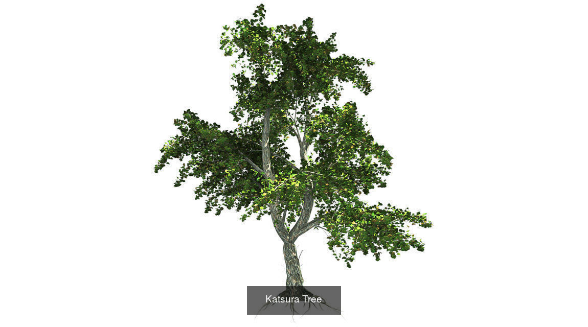 Katsura - Chinese Banyan Tree Bundle 3D Model Collection _3