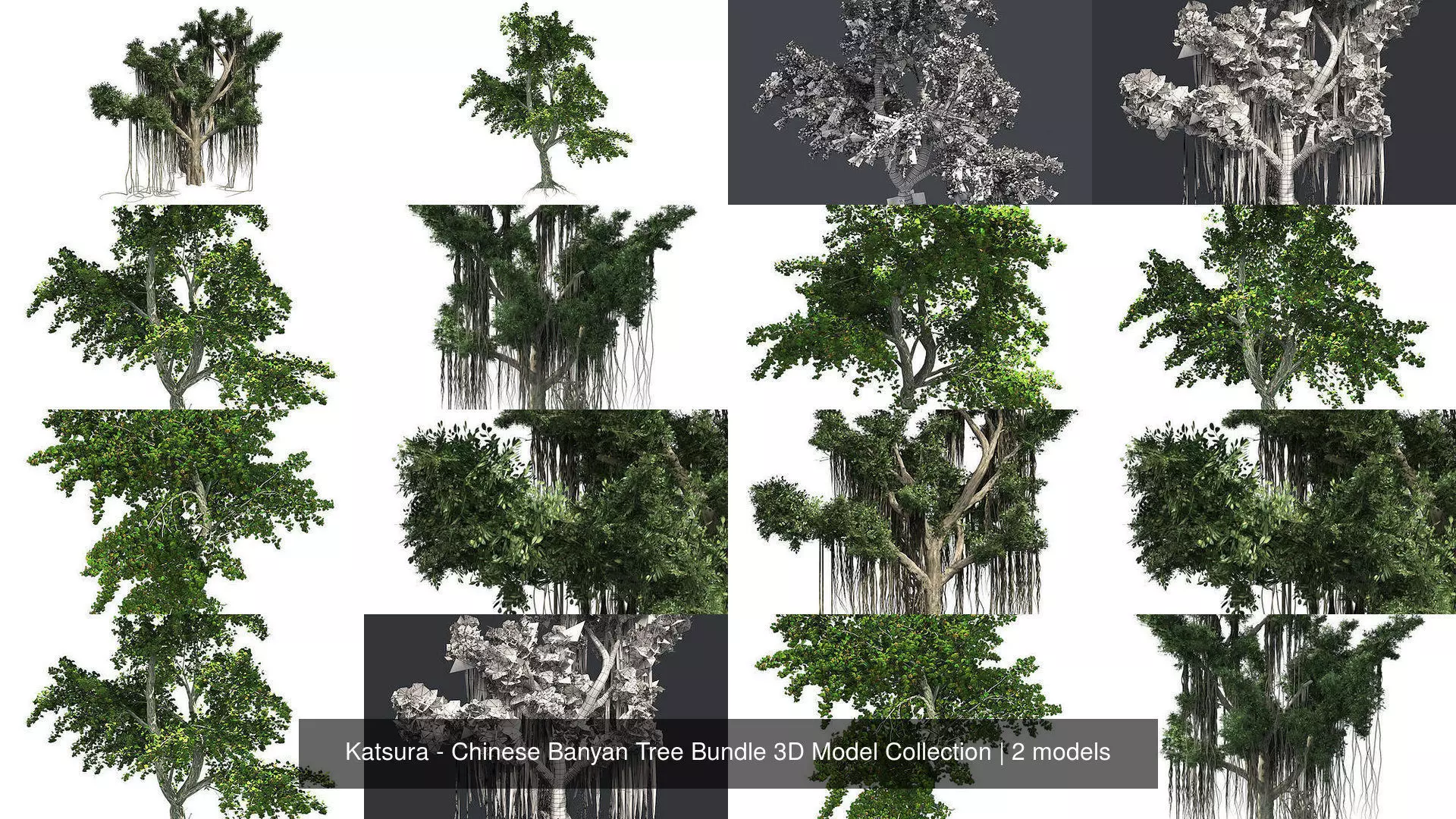 Katsura - Chinese Banyan Tree Bundle 3D Model Collection _1