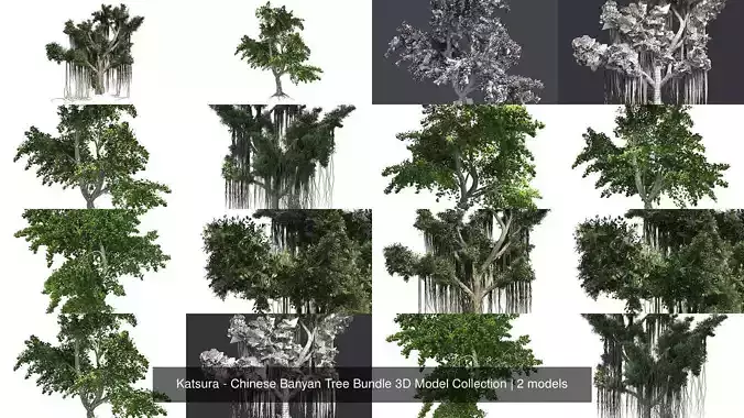 Katsura - Chinese Banyan Tree Bundle 3D Model Collection