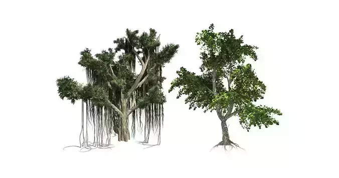 Katsura - Chinese Banyan Tree Bundle 3D Model Collection 