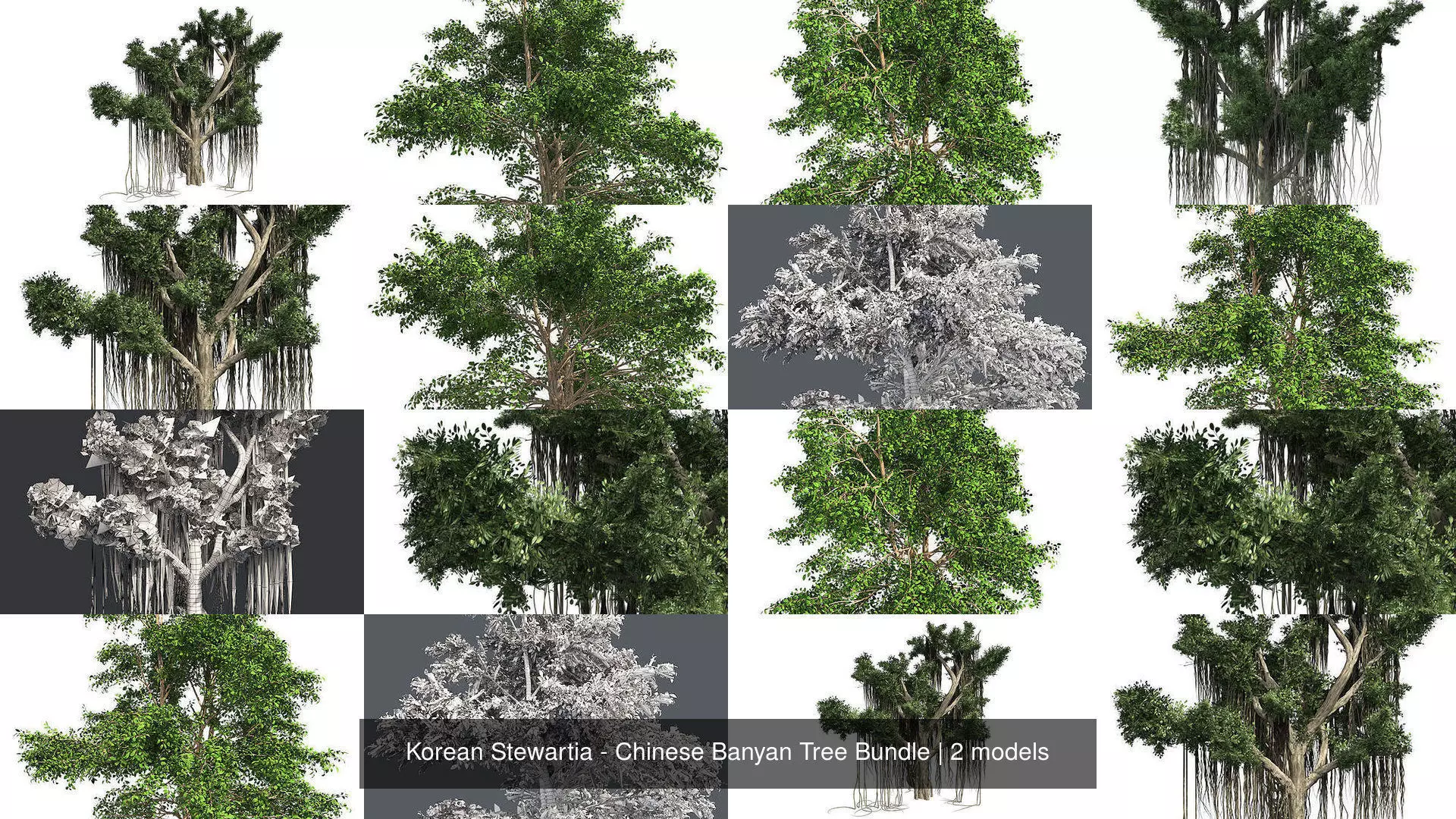 Korean Stewartia - Chinese Banyan Tree Bundle 3D Model Collection_1