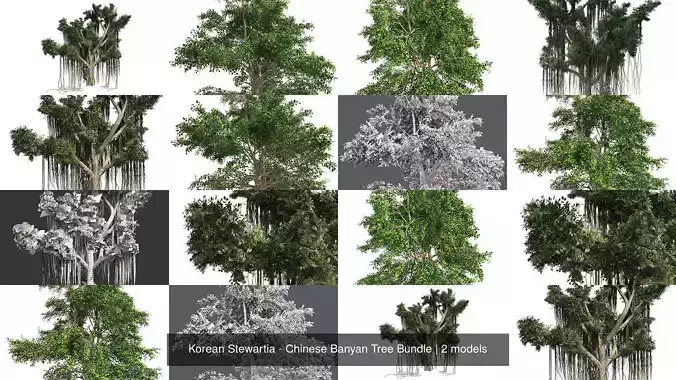 Korean Stewartia - Chinese Banyan Tree Bundle