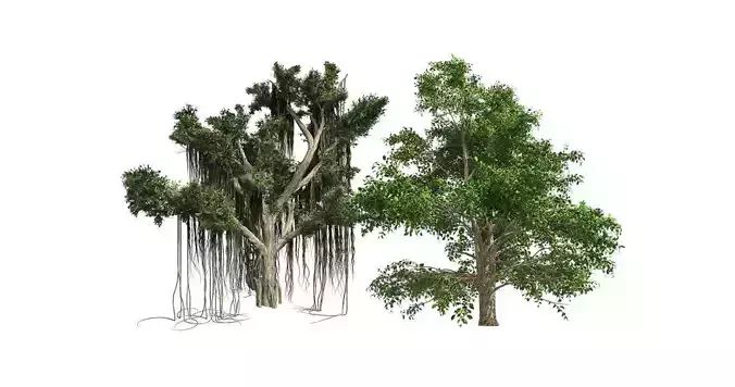 Korean Stewartia - Chinese Banyan Tree Bundle 3D Model Collection