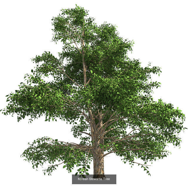 Korean Stewartia - Chinese Banyan Tree Bundle 3D Model Collection_3