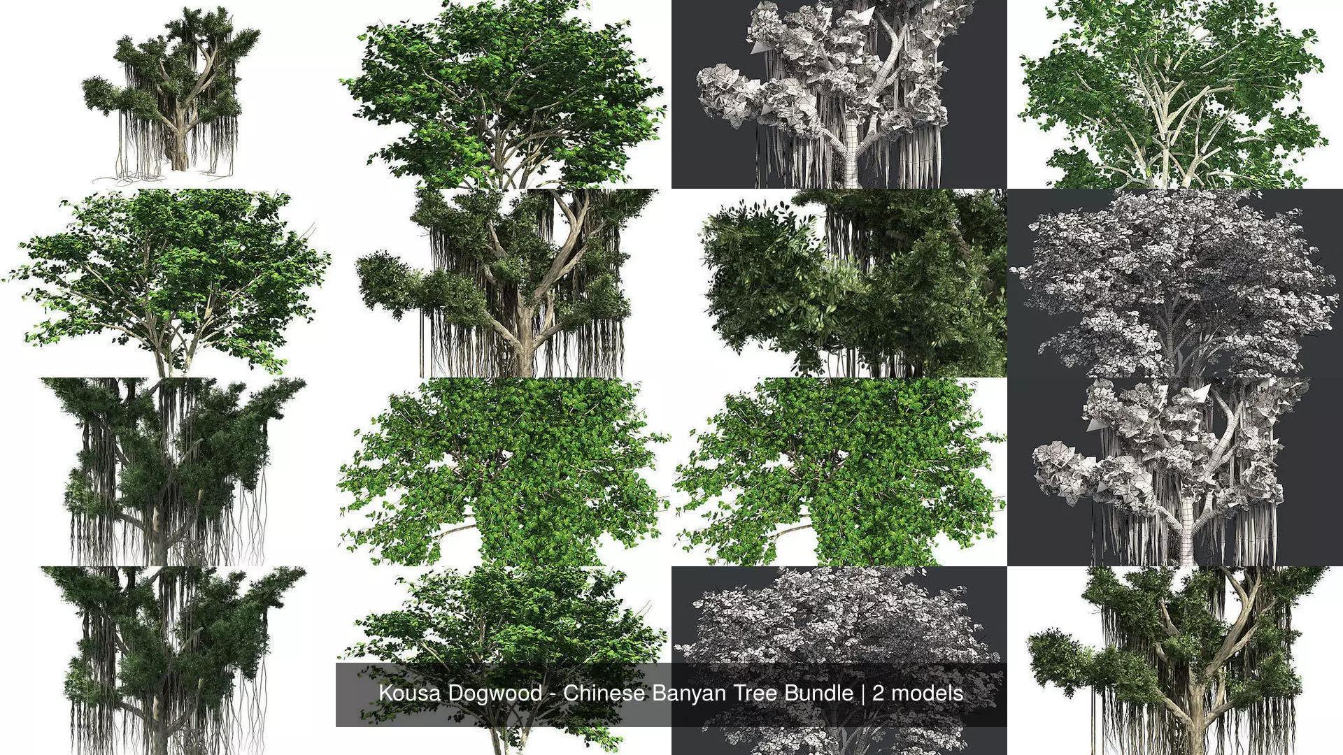Kousa Dogwood - Chinese Banyan Tree Bundle 3D Model Collection_1
