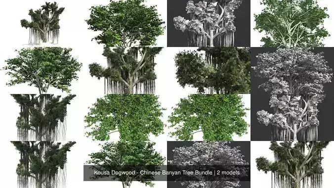 Kousa Dogwood - Chinese Banyan Tree Bundle