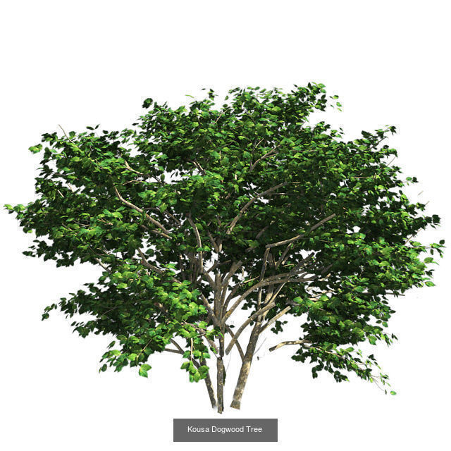 Kousa Dogwood - Chinese Banyan Tree Bundle 3D Model Collection_3