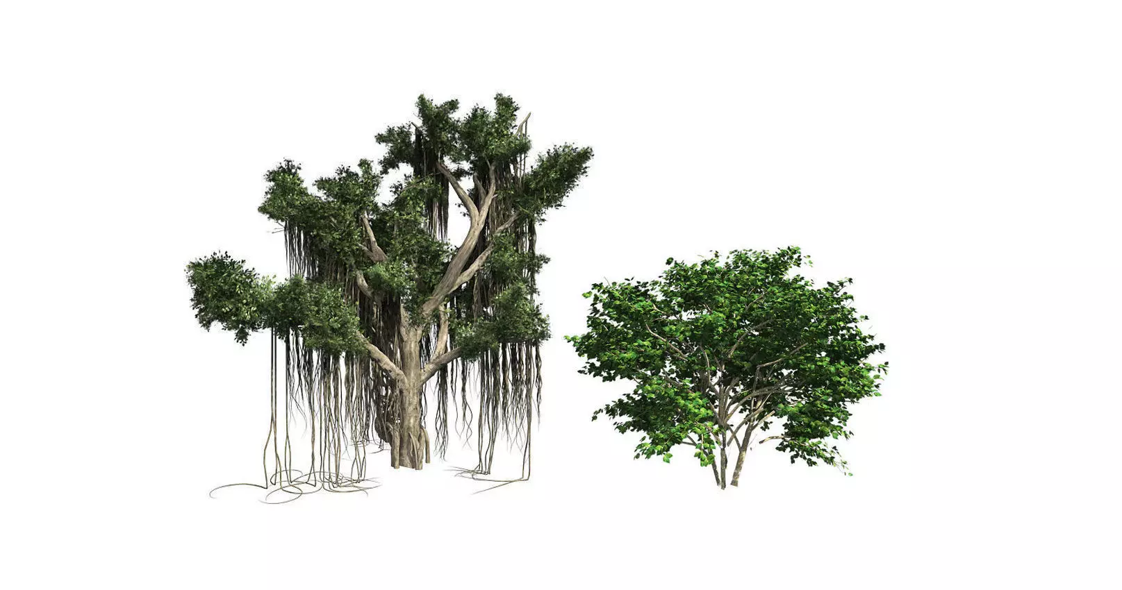 Kousa Dogwood - Chinese Banyan Tree Bundle 3D Model Collection_0