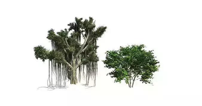 Kousa Dogwood - Chinese Banyan Tree Bundle 3D Model Collection