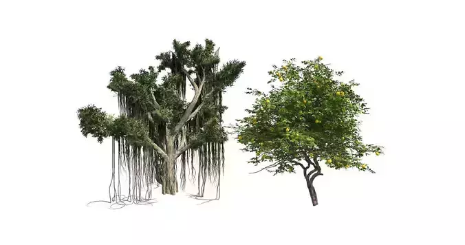 Lemon Fruit - Chinese Banyan Tree Bundle 3D Model Collection