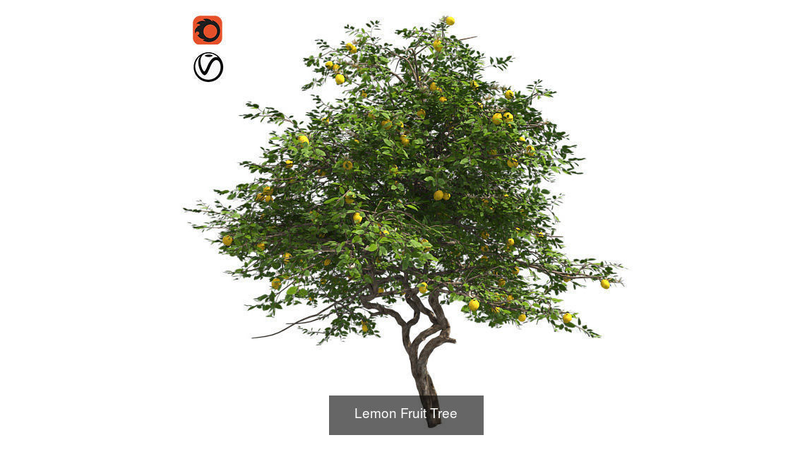Lemon Fruit - Chinese Banyan Tree Bundle 3D Model Collection_3