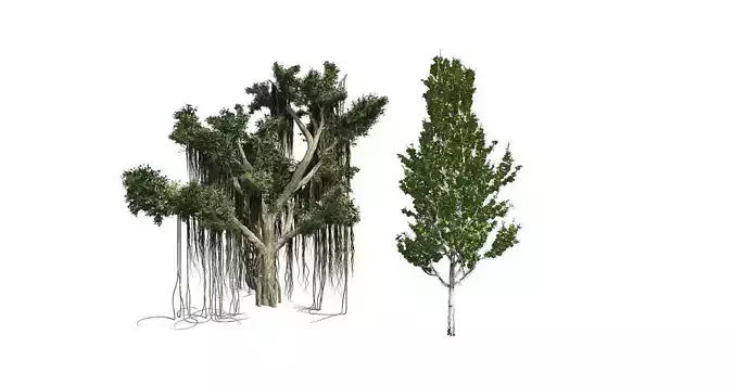 Lombardy Poplar - Chinese Banyan Tree Bundle 3D Model Collection