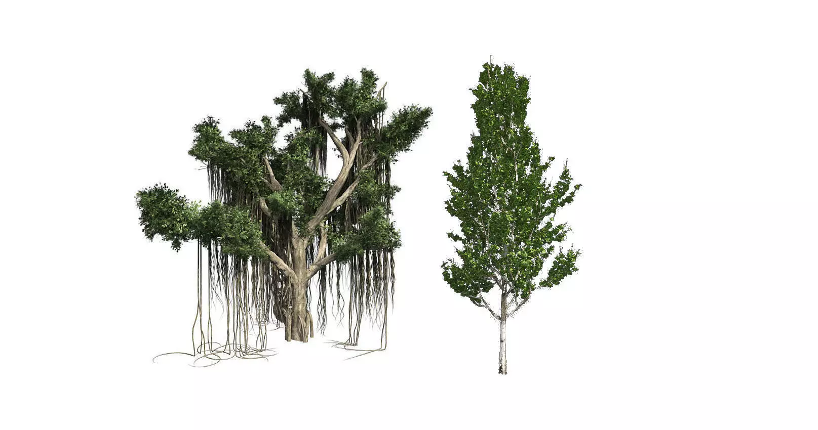 Lombardy Poplar - Chinese Banyan Tree Bundle 3D Model Collection_0