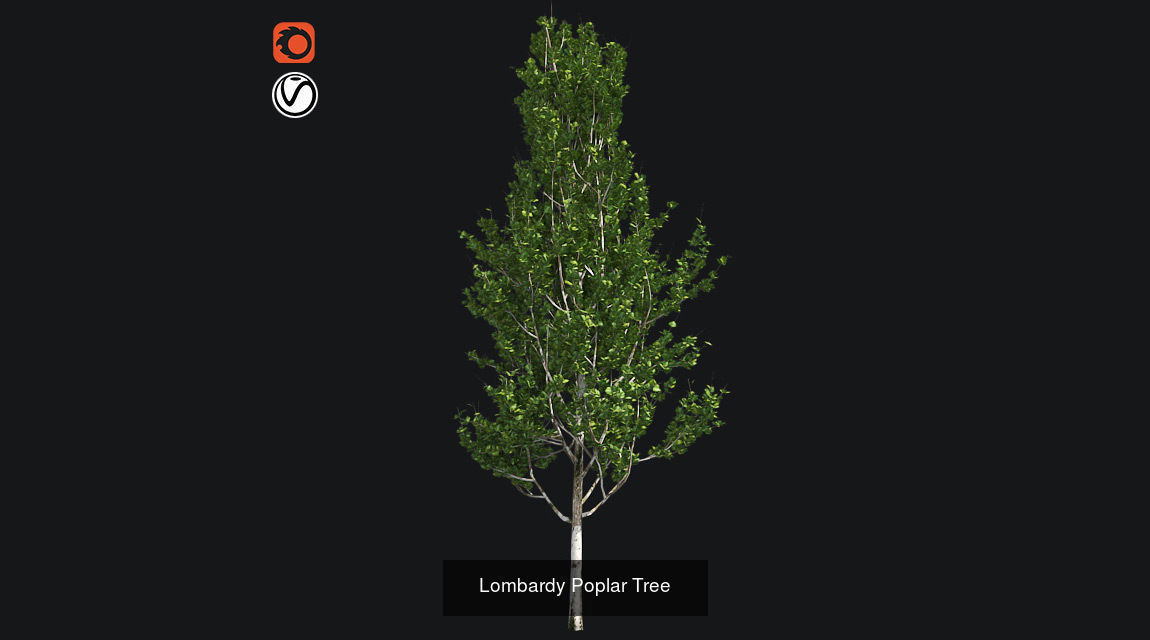 Lombardy Poplar - Chinese Banyan Tree Bundle 3D Model Collection_3