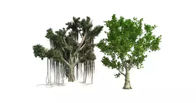 London Plane - Chinese Banyan Tree Bundle 3D Model Collection