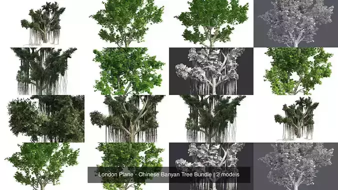 London Plane - Chinese Banyan Tree Bundle