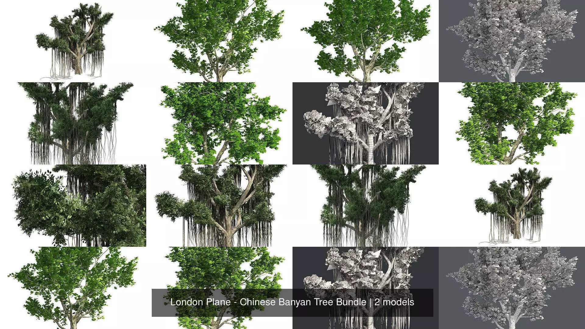 London Plane - Chinese Banyan Tree Bundle 3D Model Collection_1