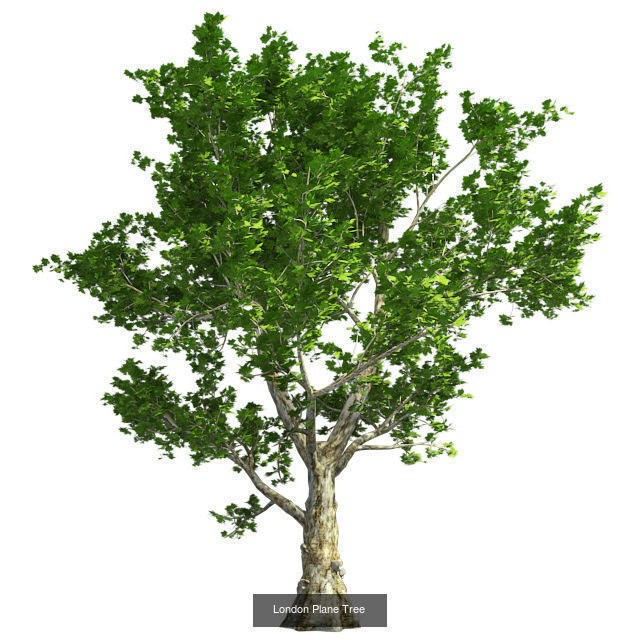 London Plane - Chinese Banyan Tree Bundle 3D Model Collection_3