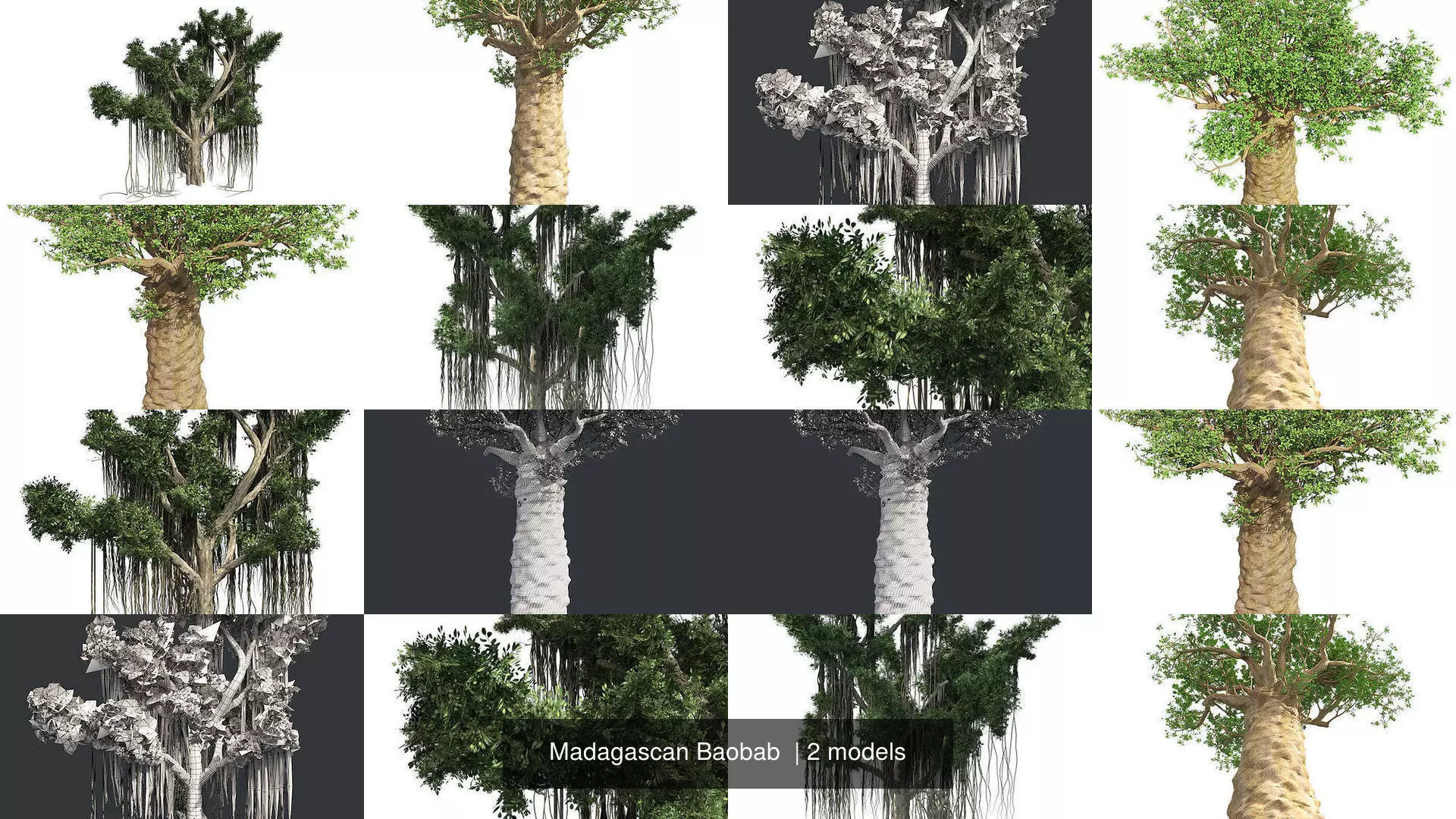 Madagascan Baobab  3D Model Collection_1