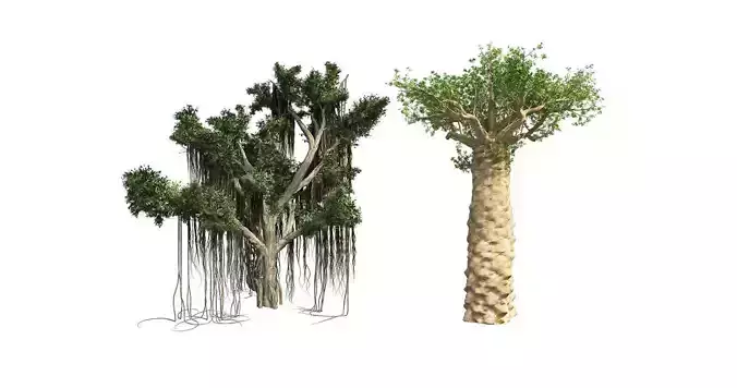 Madagascan Baobab  3D Model Collection