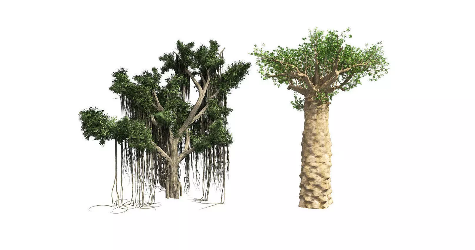 Madagascan Baobab  3D Model Collection_0