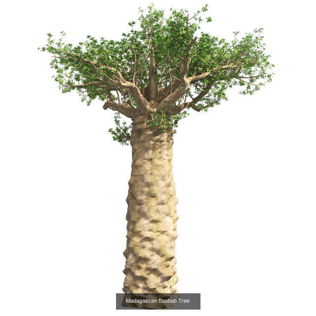 Madagascan Baobab  3D Model Collection_3