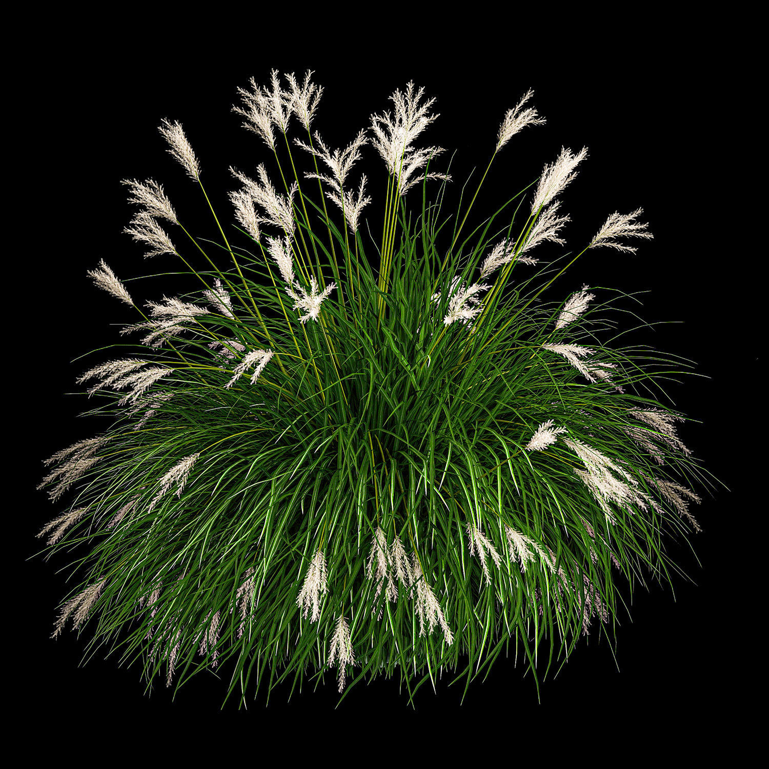 Ornamental Bushes For Landscape Design 1131 3D model_2