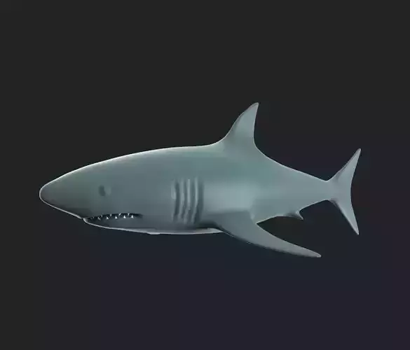 The Shark 3D model