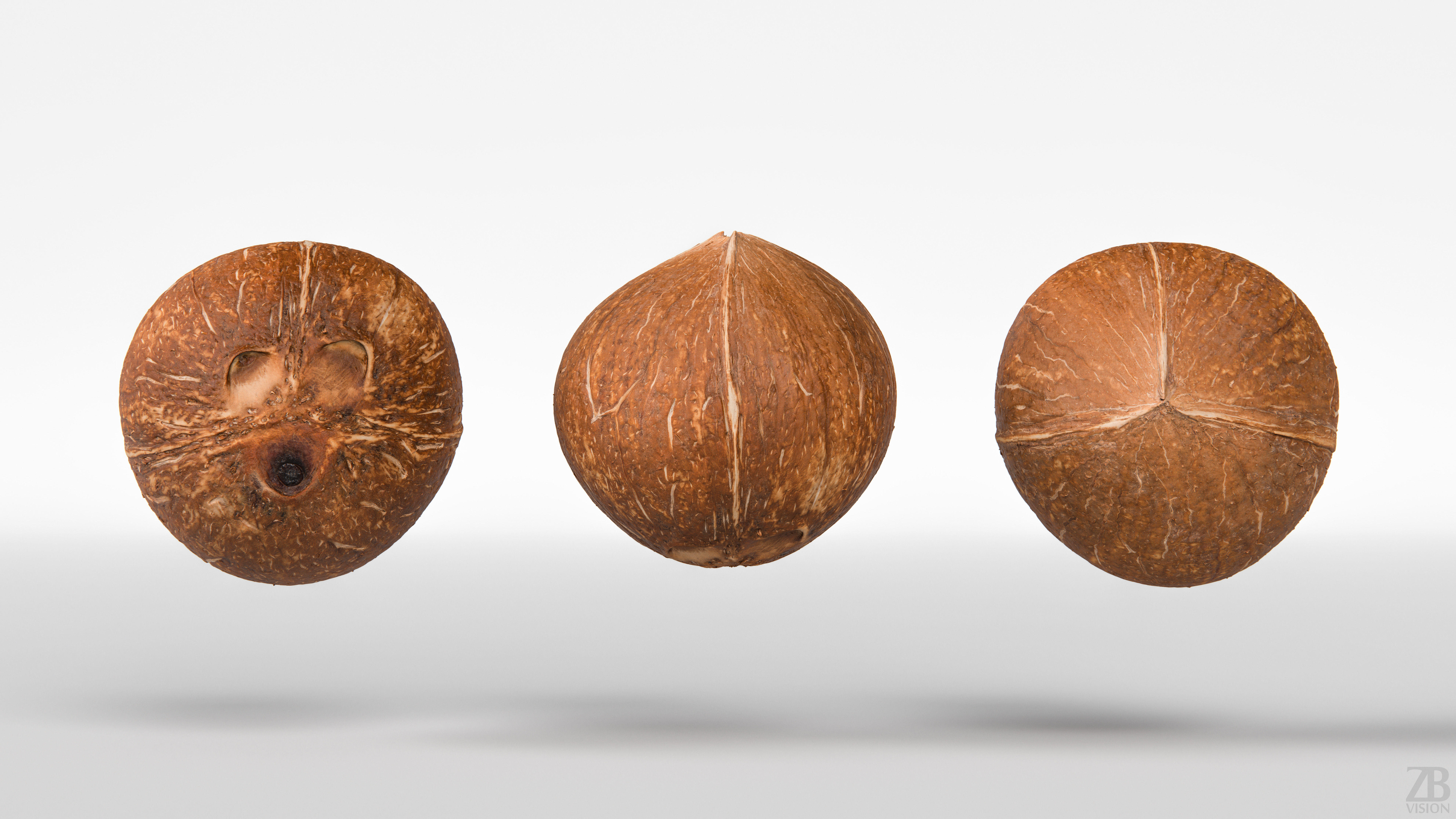 Coconut 3D model_4