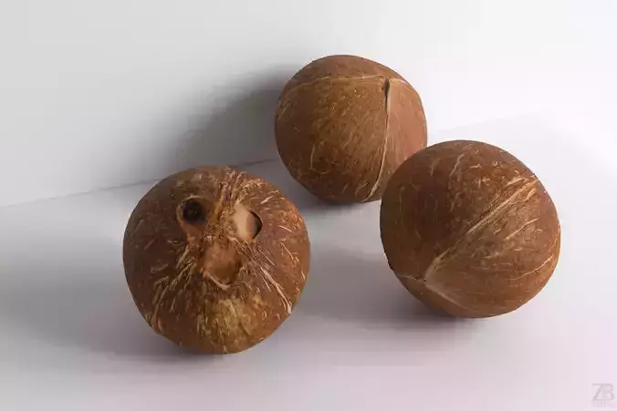 Coconut 3D model