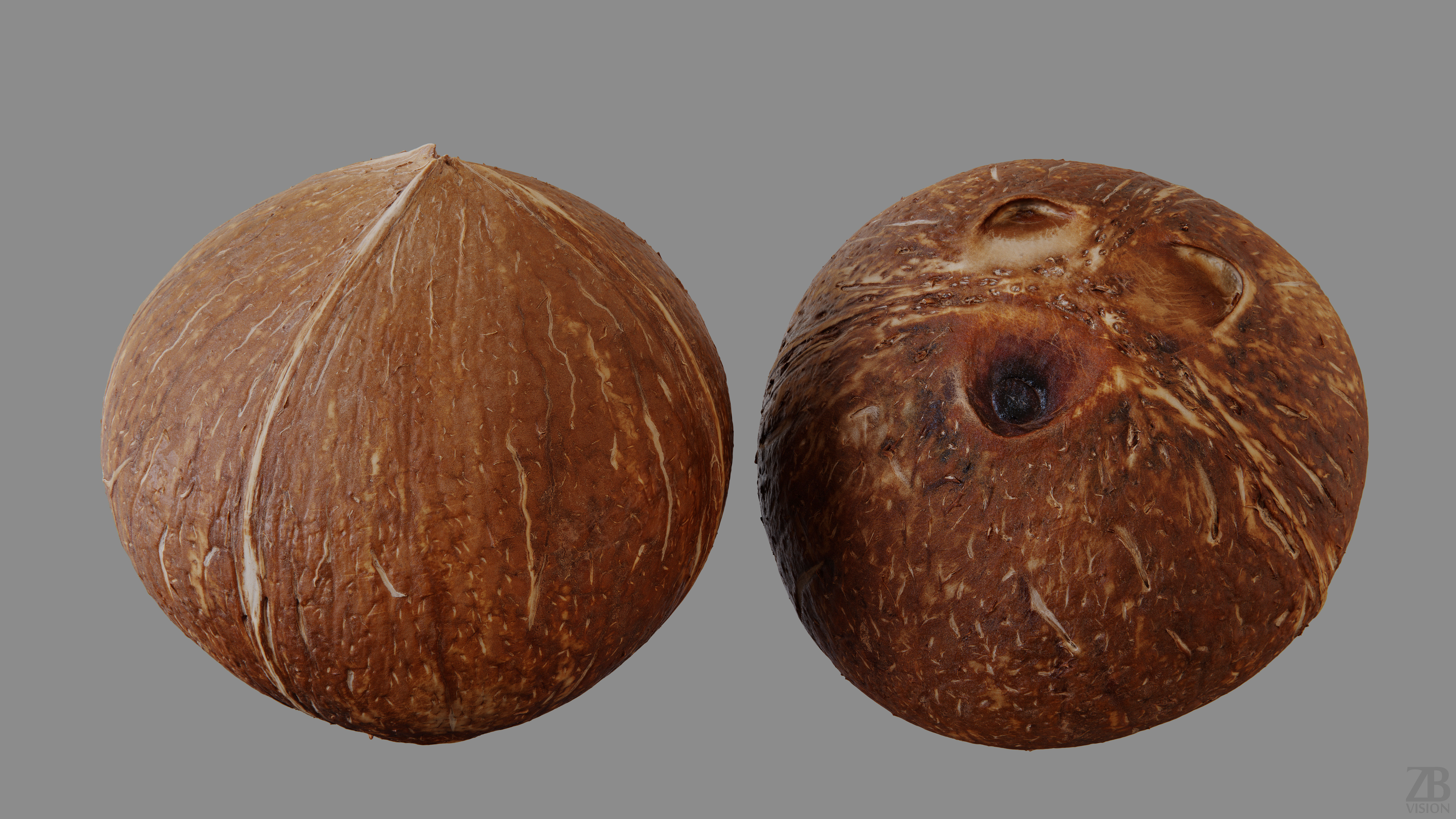 Coconut 3D model_9