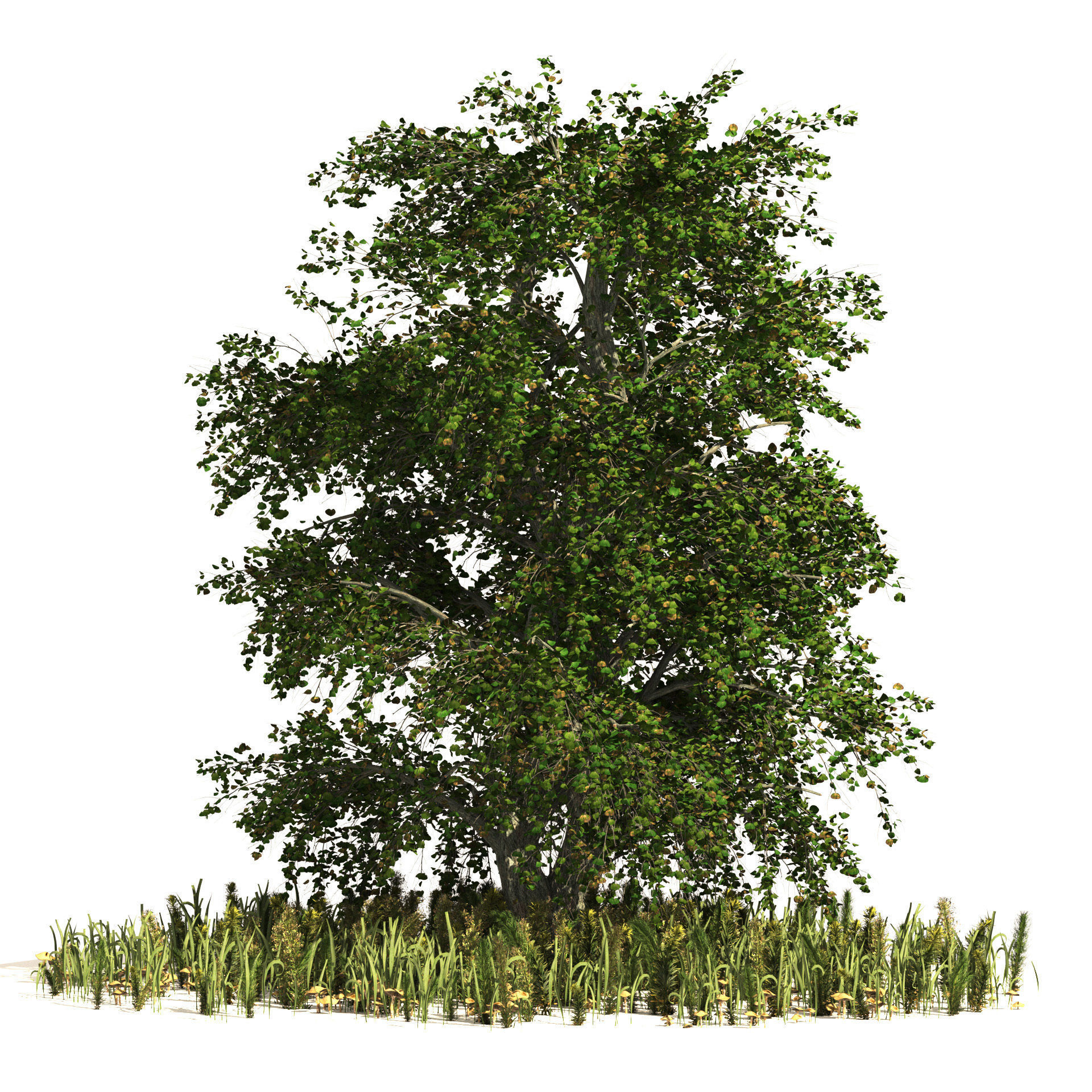 Japanese Cercidiphyllum tree with green plants set 3D model_5