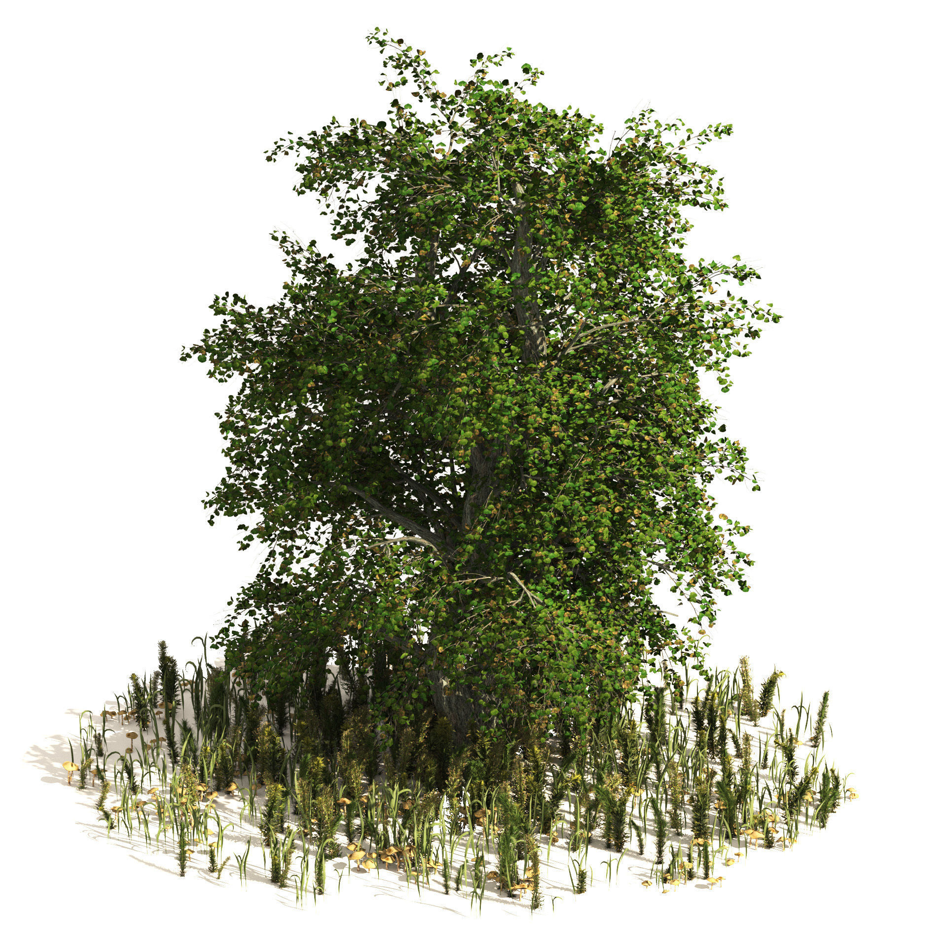 Japanese Cercidiphyllum tree with green plants set 3D model_3