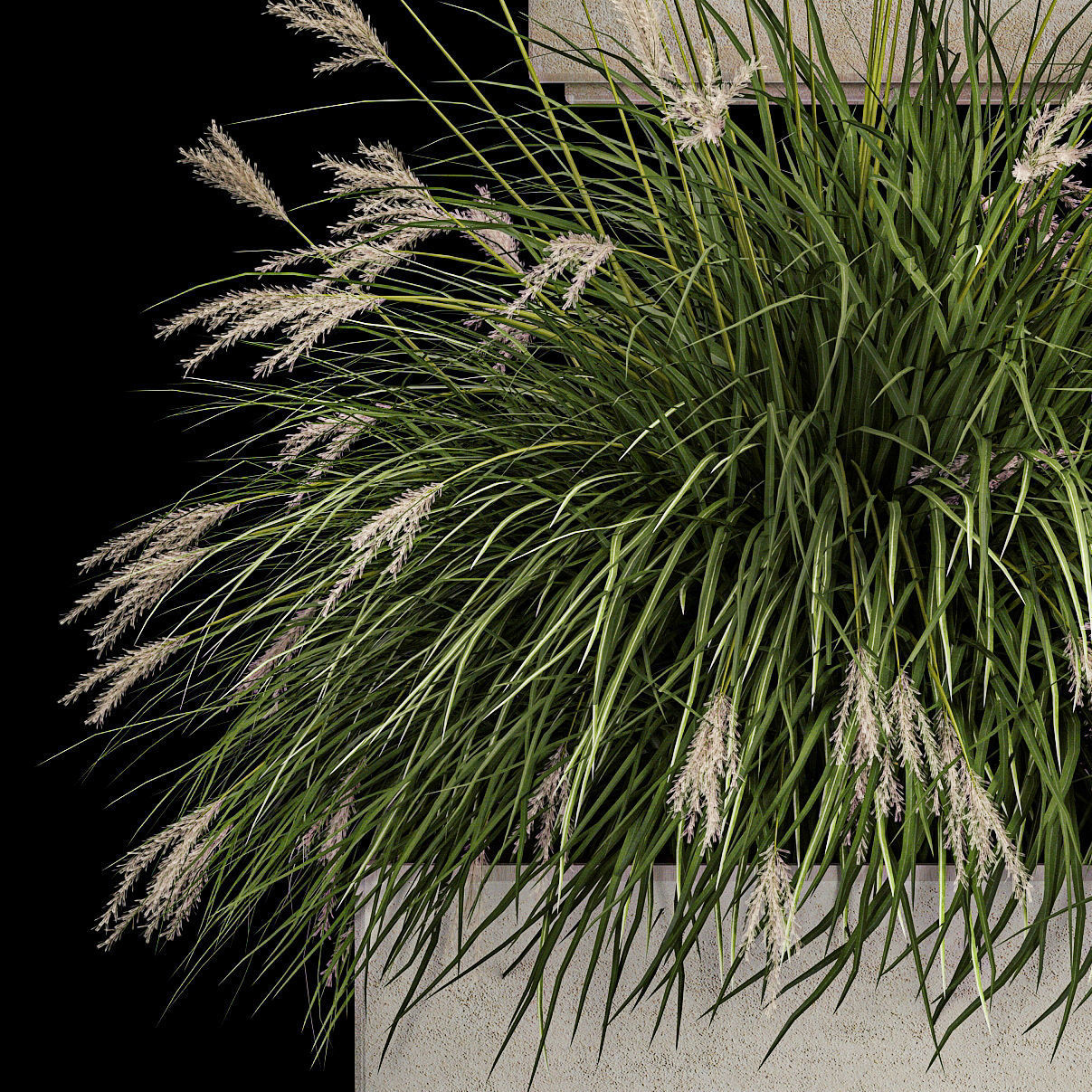 Bushes For Landscape Design Of Outdoor Flowerpots 1132 3D model_5