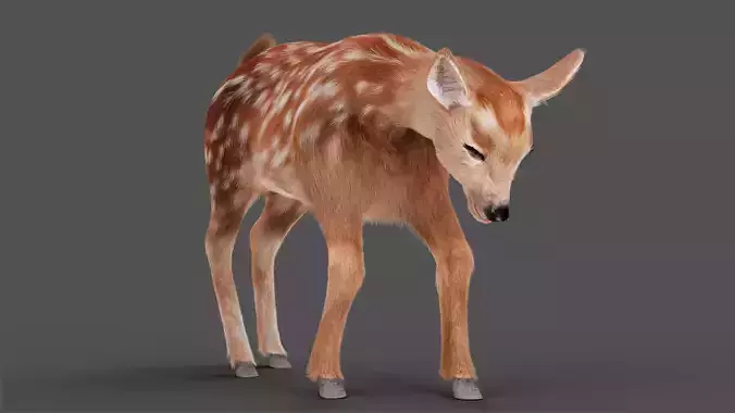 Fur Fawn Deer Rigged Blender Low-poly 3D model