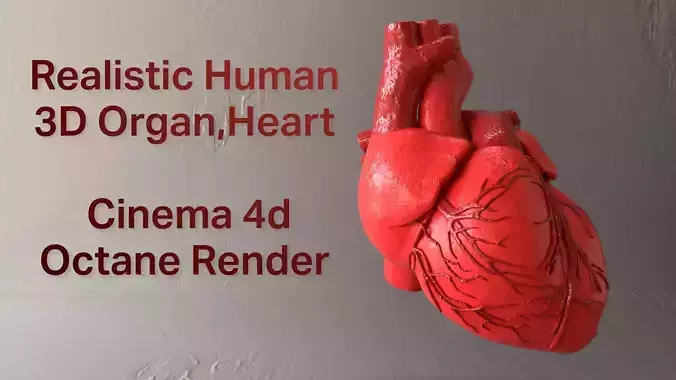 Realistic Human Heart 3D Model V2 Organ  Low-poly 3D model