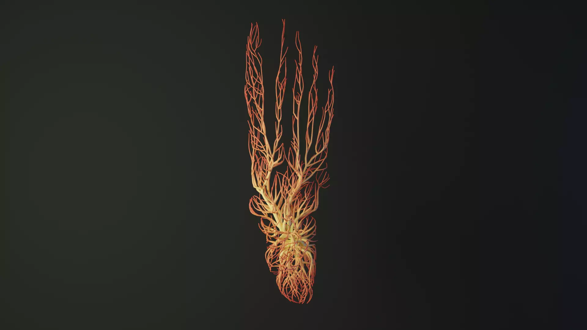 Human feet made out of lines Unrolling growing animation 3D model_0