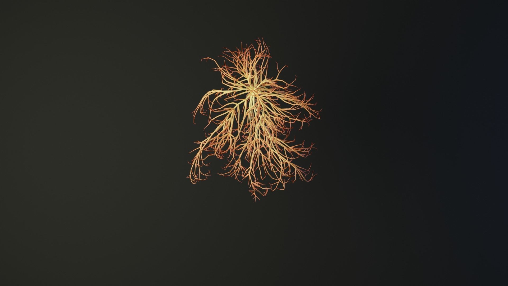 Human heart made out of lines Unrolling growing animation 3D model_3