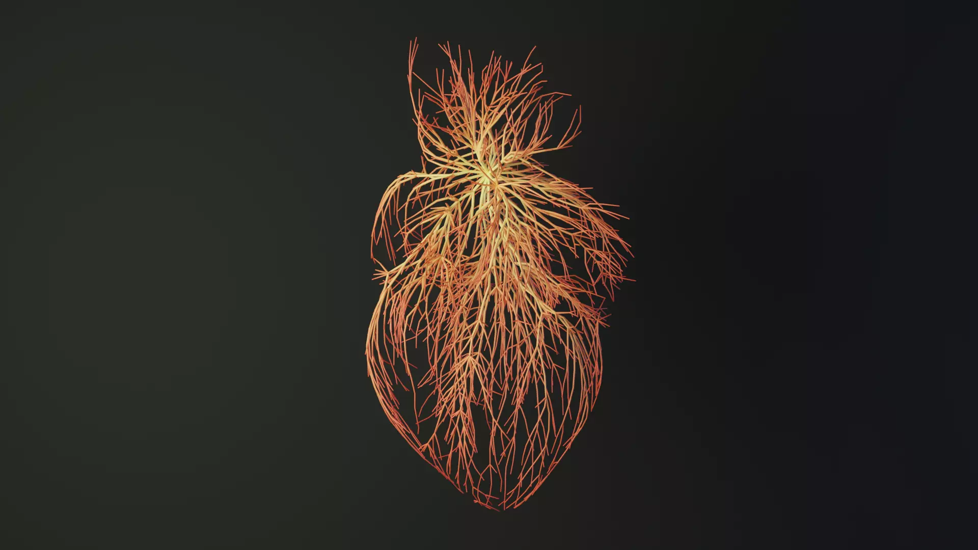 Human heart made out of lines Unrolling growing animation 3D model_0