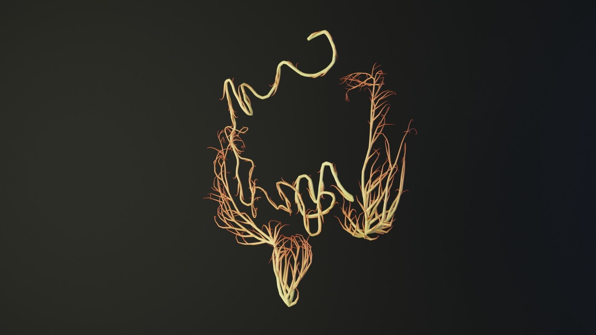 Human intestines made out of lines Unrolling growing animation 3D model_3