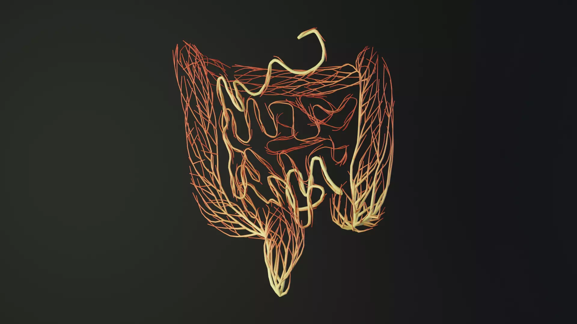 Human intestines made out of lines Unrolling growing animation 3D model_0