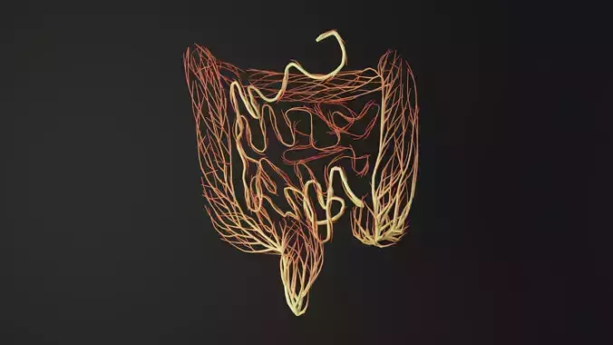 Human intestines made out of lines Unrolling growing animation 3D model